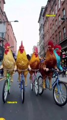 Happy day riding bicycle with pets