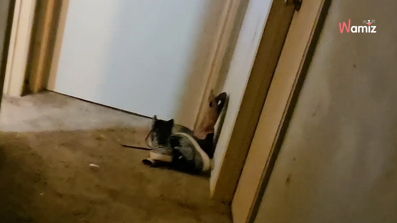 Il repère une forme dans l'entrée de sa maison : il réalise très vite qu'il a pris son rêve pour la réalité (vidéo)