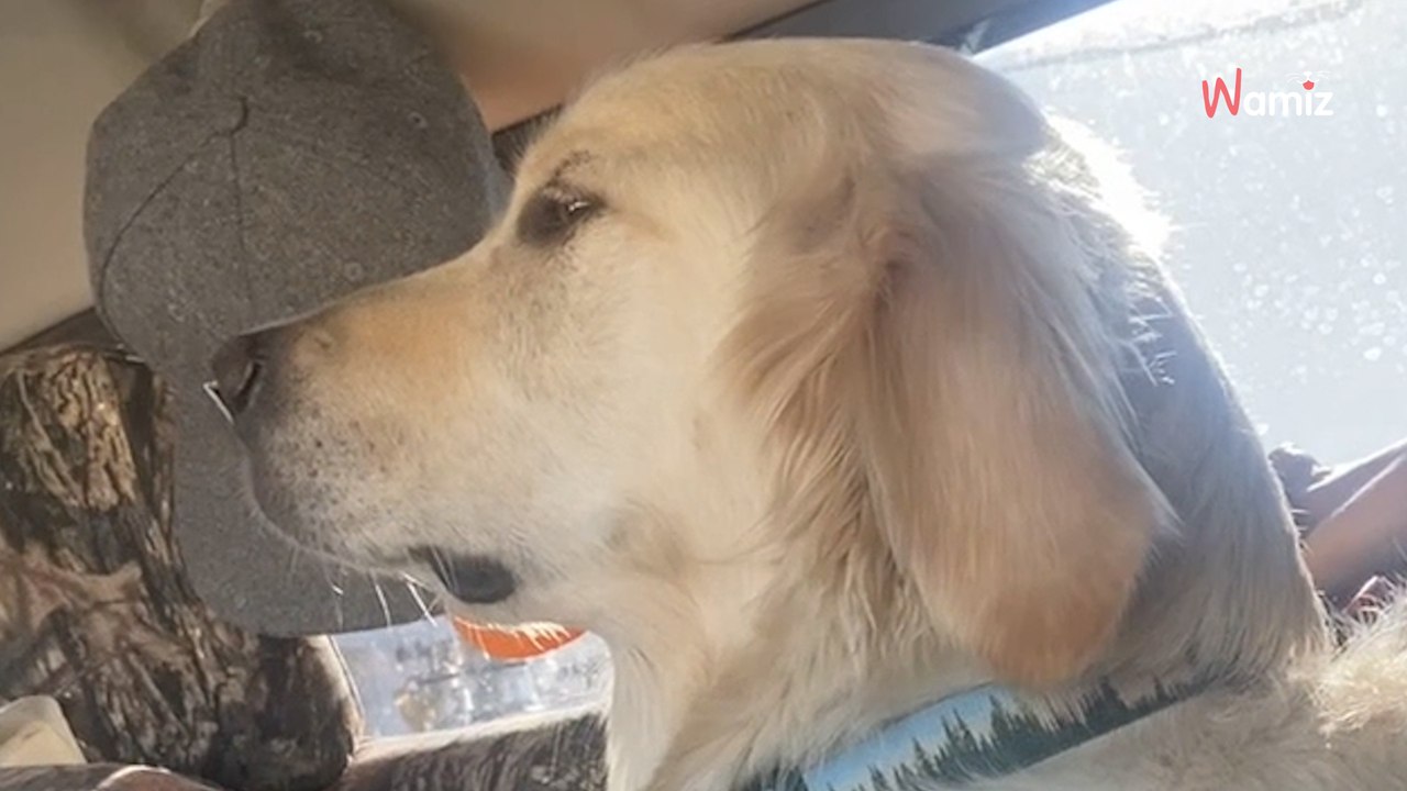 Elle revoit le chien d'une amie avec qui elle était très proche : la réaction était imprévisible (vidéo)