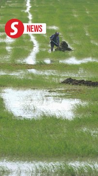 60,000 aid scheme slots still open to flood-hit padi farmers, Dewan Rakyat told