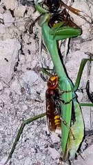 nature law eat or being eat