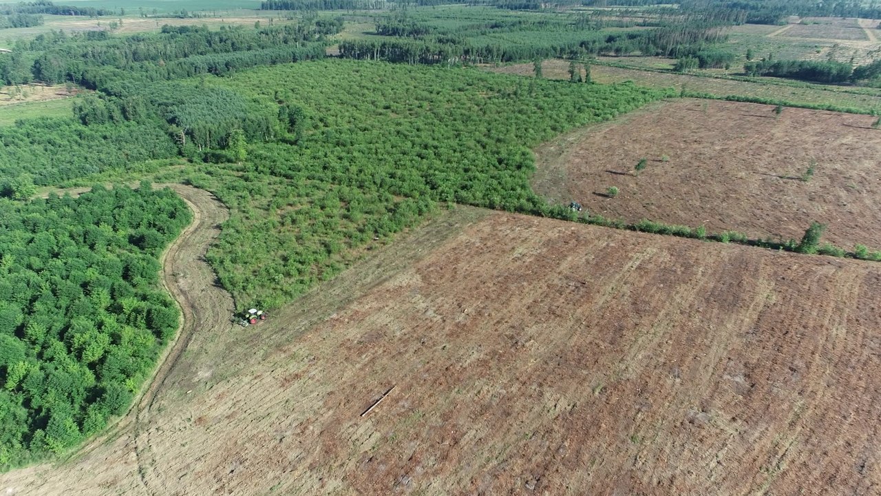 Od 80 lat opowiadamy Wam Wielkopolskę. Wielka wichura zniszczyła lasy wokół Gniezna. „To był cios, szok i dramat”