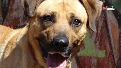 Résigné à force de subir le stress du refuge, ce chien n'attire aucun potentiel adoptant qui passe devant son box