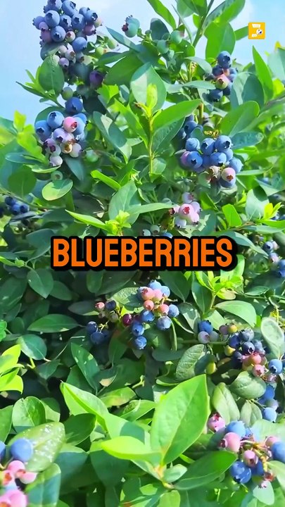 Essential Foods That SOLVE Your Daily Problems!