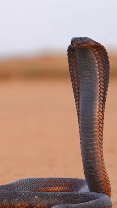 Un Cobra en plein shooting avec ce photographe dans le désert 😮