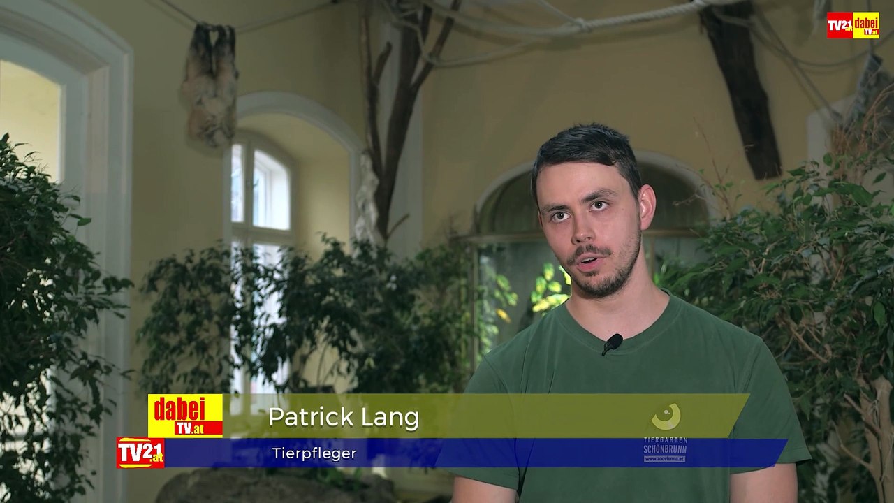 Faultiernachwuchs im Tiergarten Schönbrunn