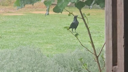 Mischievous Willie Wagtail annoys a crow in this hilarious clip