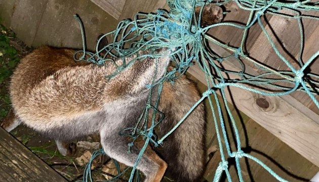 Bristol: Badly injured fox treated after getting caught in football net