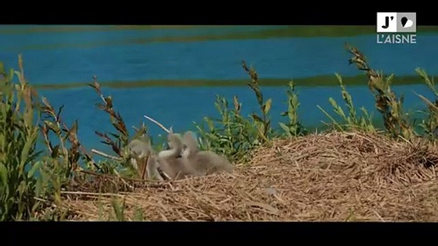 Marais d'Isle de Saint-Quentin, paradis des Oiseaux