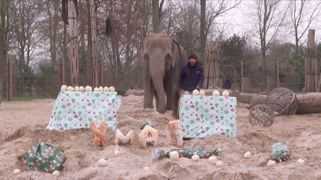 Zoo Animals Surprised with Wrapped Gifts and Holiday Cheer