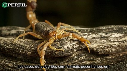 "Desafios no interior de SP, aluguel no Brasil e saúde de Lula em destaque"