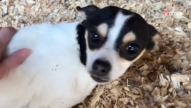 Video. Va a prendere le uova nel pollaio: in mezzo alle galline, trova una creatura molto spaventata