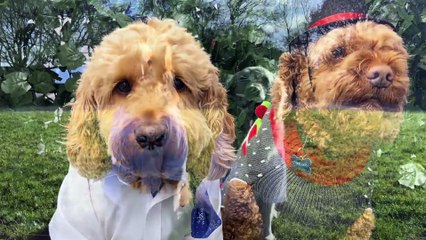 Pets2impress releases The Santa Paws to spread Christmas joy