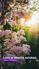 ✅💘Música ambiente japonesa tradicional experiência onsen para massagens e spa- Ficar zen #Shorts