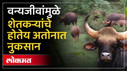 गव्यांच्या त्रासाला कंटाळून त्यांनी शेतीच करायची थांबविली, नेमके अस काय घडले पाहा...