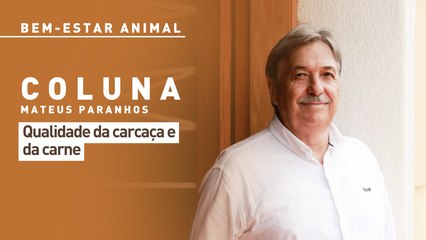 Bem-estar Animal: qualidade da carcaça e da carne