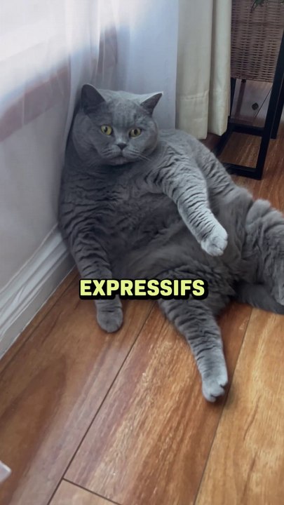 Voici le chat le plus mignon du monde, Le British Shorthair !