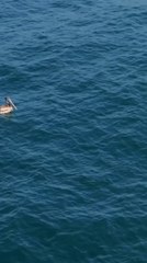 Surviving a Tiger Attack: Unbelievable Moments![Hindi] #tiger #shortvideo #wildanimallife #bigcat