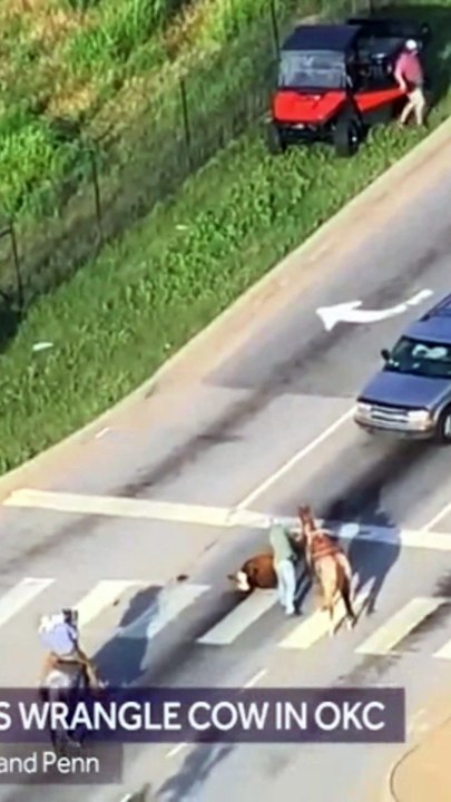 Helicopter Footage of Cowboys Chasing Cow
