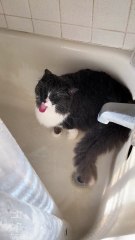 And then it’s straight to the litter box, every time. Thanks, bud