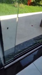 Grávida de 8 meses se surpreende com cobra na porta de casa e presencia “batalha” em Itajaí