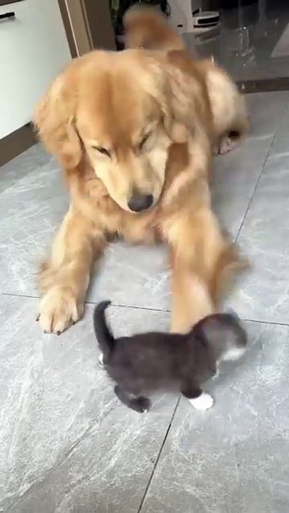 Deja en paz a mi "niño"!