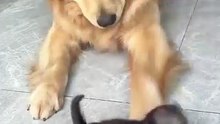 Deja en paz a mi "niño"!