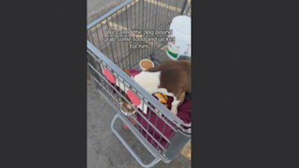 Abandonado en un carrito de compra hasta que una mujer cambia su destino para siempre