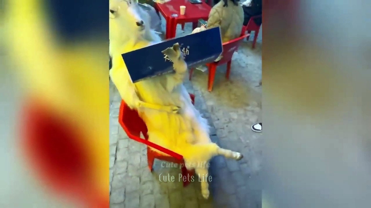 Cute and Funny Animals You’ll Love!😂 Hilarious Animal Fails and Moments!