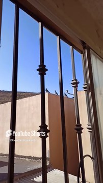 ✨🕊️ Palomas en el Cerro de los Misterios_ Aves o Algo Más 🐦🌌 #Shorts