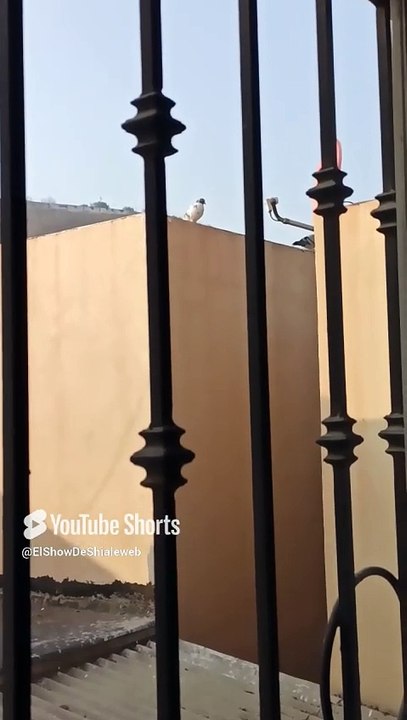 ✨🕊️ Palomas y Objetos Voladores en el Cerro de los Misterios 🌄 #Shorts
