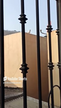 ✨🕊️ Palomas y Objetos Voladores en el Cerro de los Misterios 🌄 #Shorts