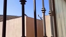 🌄🕊️ Misterios del Cerro_ Palomas y Sombras Aladas en Tijuana ✨🐦 #Shorts