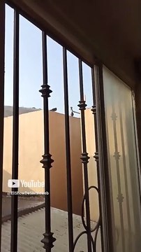 🐦✨ Misterios del Cerro_ Palomas y Seres Alados en Acción 🌄🕊️ #Shorts