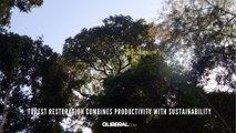 Forest restoration combines productivity with sustainability