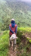 Sawah di Dieng emang indah banget 🗻