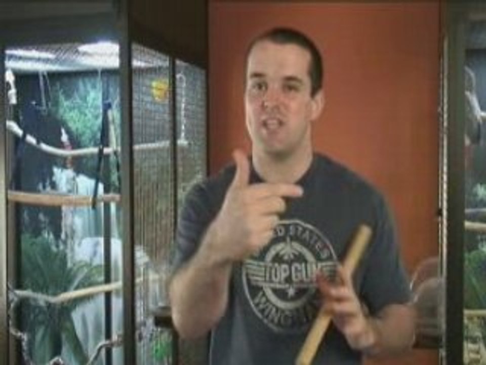 Simple Quaker Parrot Training Tips