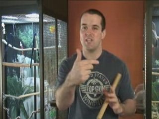 Simple Quaker Parrot Training Tips