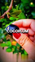 The MOST EXCLUSIVE Facts About Foods on the Planet !