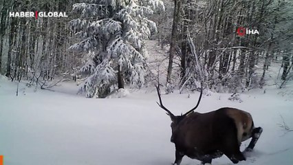 Karda yürümekte zorlanan kızıl geyik fotokapana takıldı