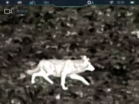 Morterone, pi? lupi che abitanti: avvistato un branco nel paese pi? piccolo d'Italia