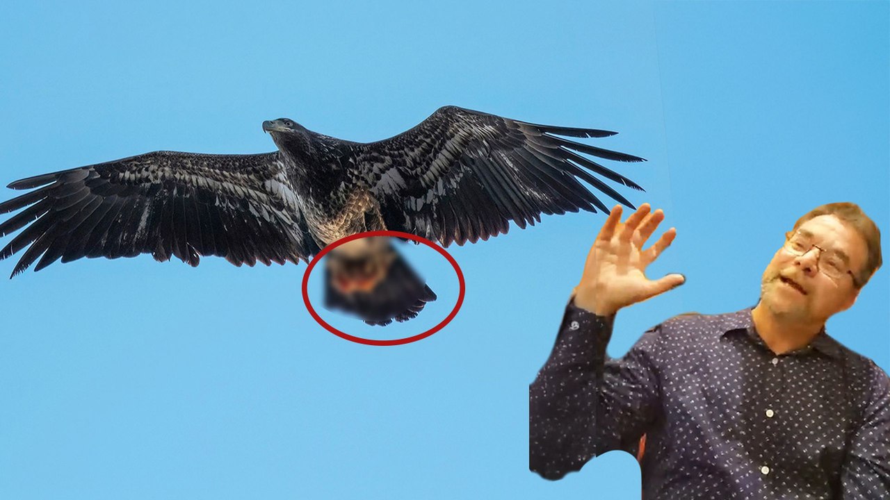 Photographer Has No Idea What This Eagle Grabbed