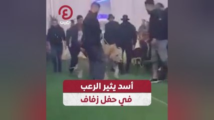 أسد يثير الرعب في حفل زفاف