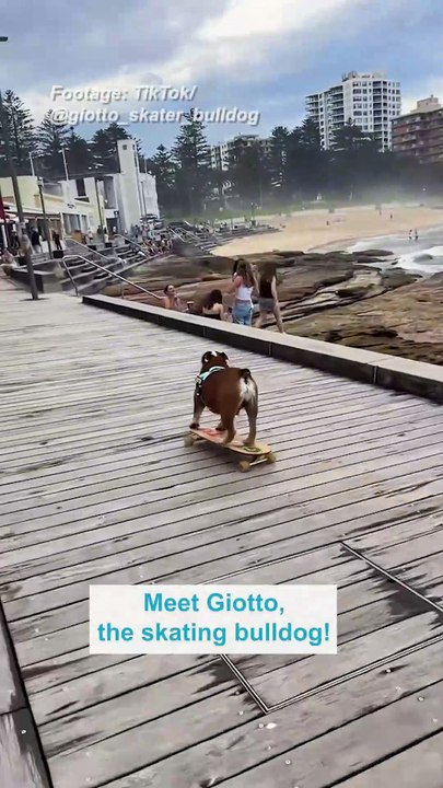 Giotto the Aussie bulldog that loves to skate