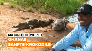 Around the world: Ghanas sanfte Krokodile