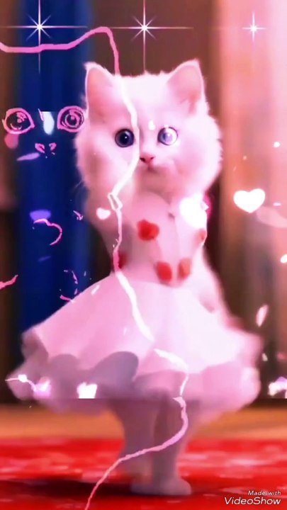 cutey cats😍😍😍😍😍😍😘😘😘🥰🥰