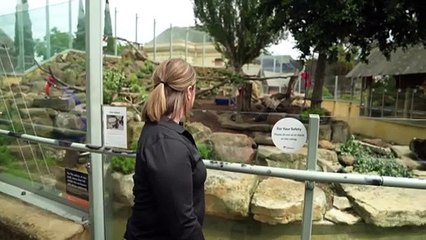 Launceston council has voted to sterilise a troop of inbreeding captive monkeys in its city’s park