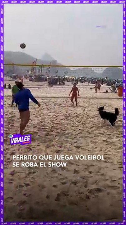 ,,,,,,,,Dog playing a game with boy team,,,,,,
