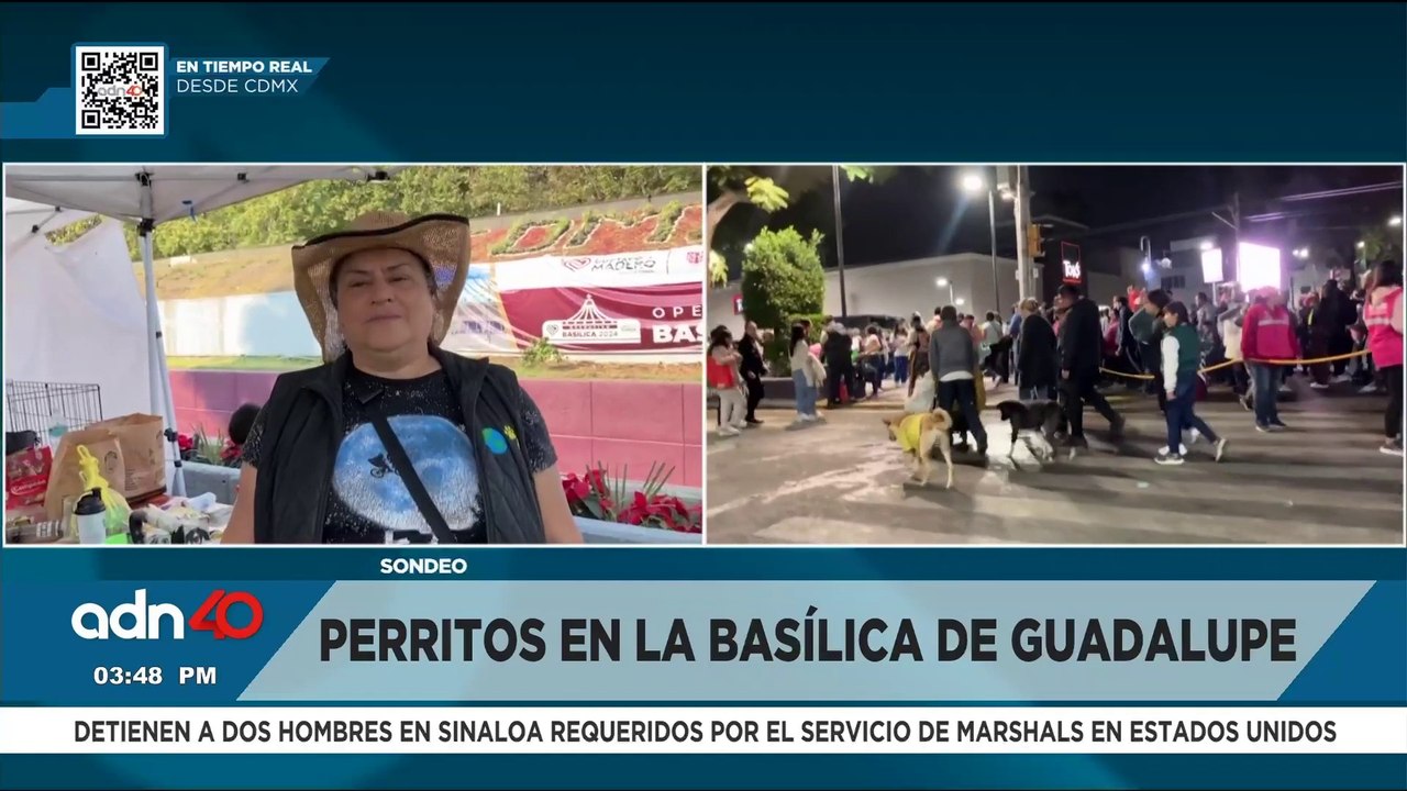 Brigada de vigilancia animal brinda atención a perritos peregrinos