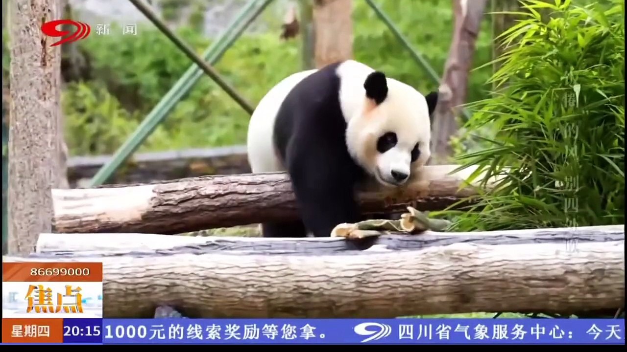 Sichuan TV EBZ